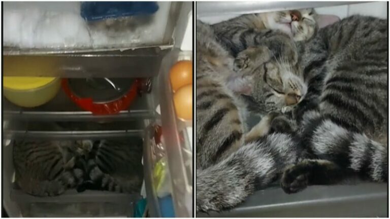 Lucu Kucing Suka Tidur Dalam Kulkas
