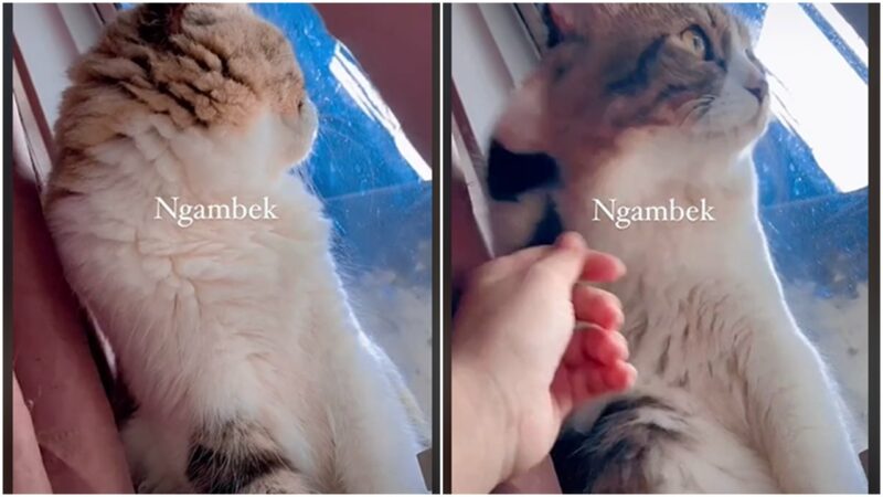 Viral Kucing Ngambek Gak Mau Disentuh Sama Pemiliknya