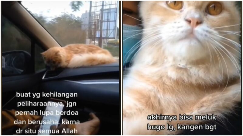 Viral Kucing Peliharaan Hilang Selama 4 Hari, Ditemukan Lewat 