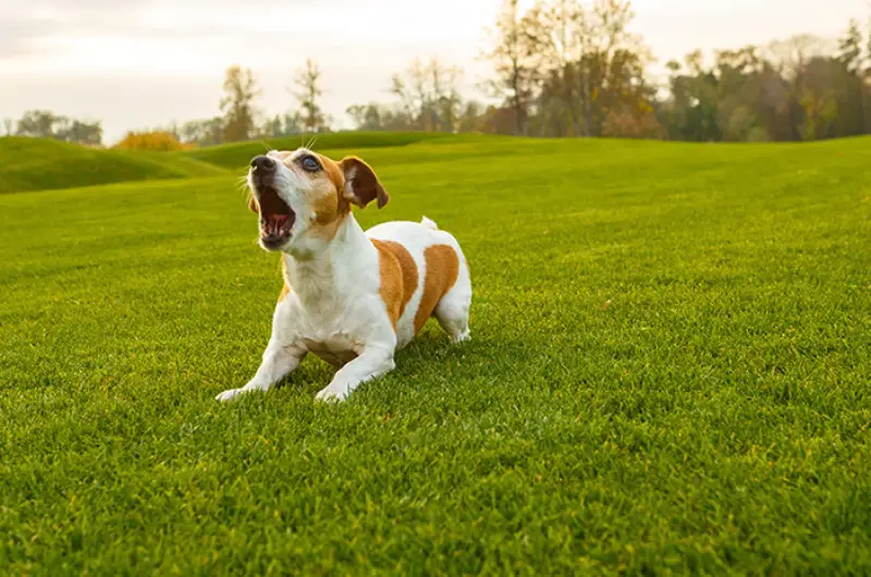 Anjing melolong mahluk halus