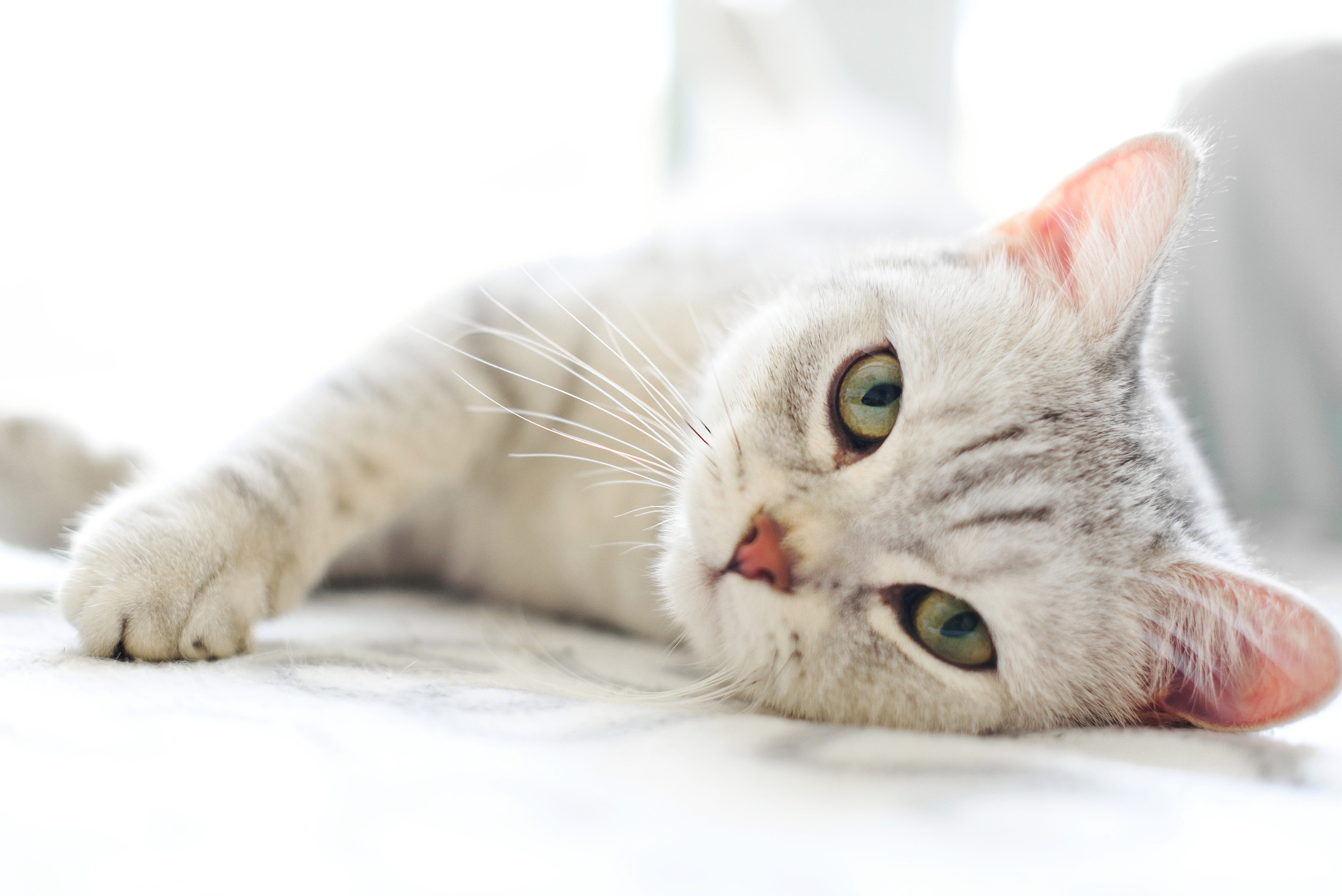 5 Ciri Ciri Kucing Sakit Yang Harus Kamu Ketahui Agar Mpuss Cepat Sembuh
