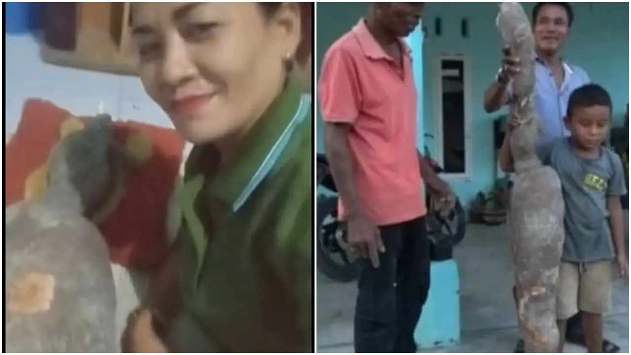 Hoki Petani Ini Panen Ubi Raksasa, Berat Hingga 20 Kg Dan Panjang Hampir 2 Meter