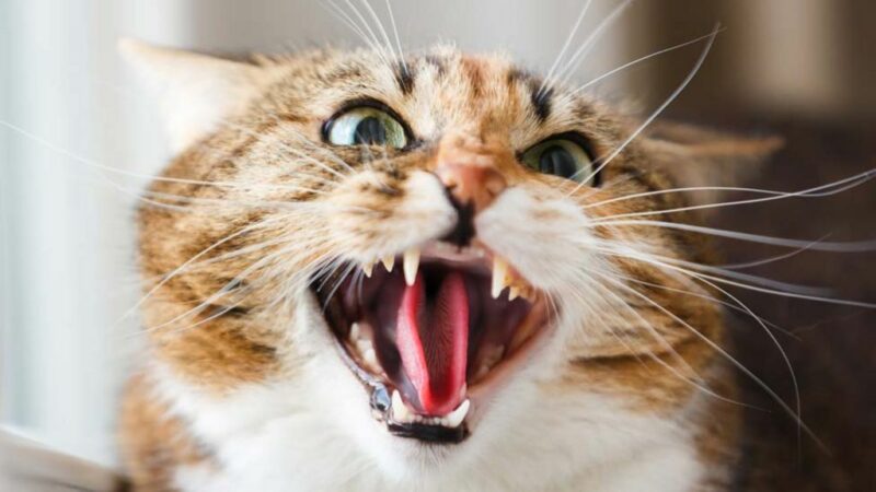 5 Ciri-Ciri Kucing Sakit yang Harus Kamu Ketahui Agar Mpuss Cepat Sembuh 9 Kucing Jadi Galak