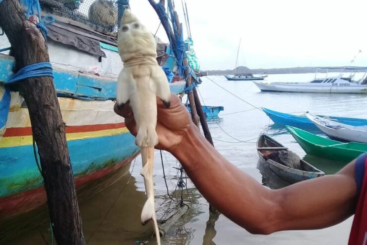 Viral Penemuan Bayi Ikan Hiu Berwajah Mirip Manusia, Kelaianan Genetis