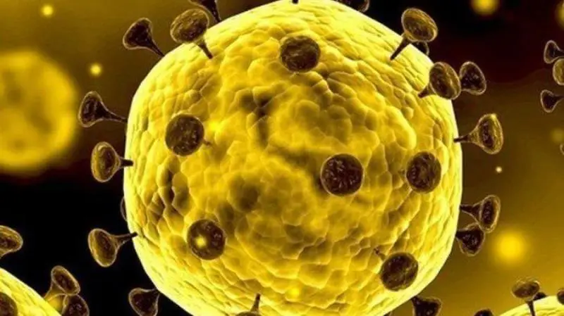 Fakta Virus Nipah