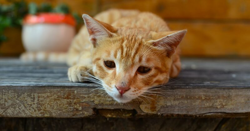 5 Ciri-Ciri Kucing Sakit yang Harus Kamu Ketahui Agar Mpuss Cepat Sembuh 6 Kucing Lemas