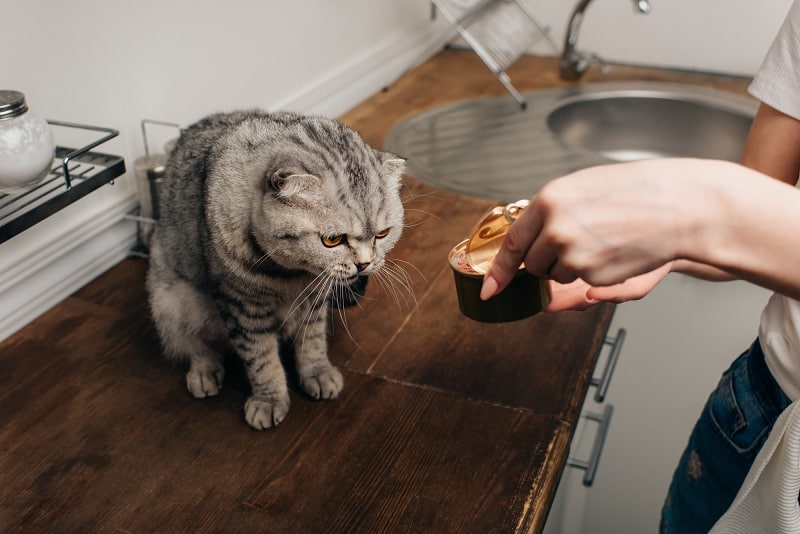 5 Ciri-Ciri Kucing Sakit yang Harus Kamu Ketahui Agar Mpuss Cepat Sembuh 7 Kucing Tak Mau Makan