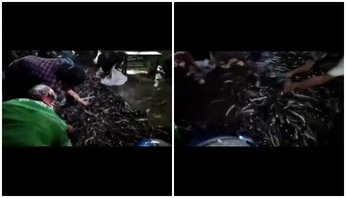 Warga Berebut Ikan Lele dari Truk yang Terguling, Sampai Bawa Karung 6 Lele Berserakan