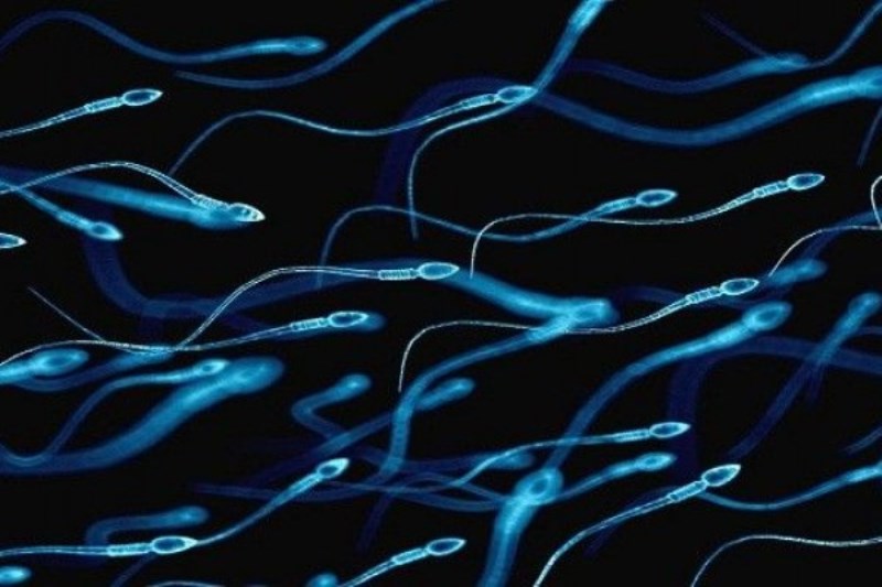 Air Mani dan Sperma