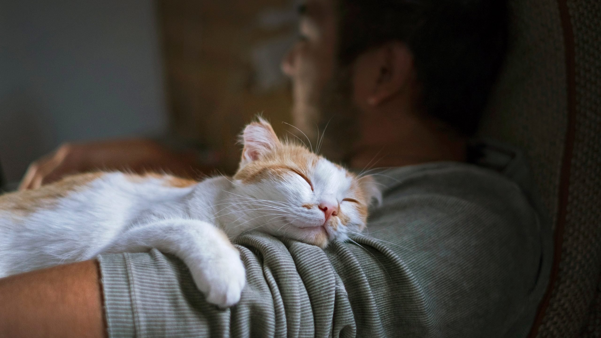 5 Penyebab Kucing Tidak Bisa Tidur Saat Malam Hari