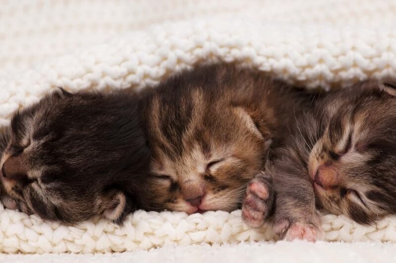 Mengapa sih Mata Anak Kucing Masih Tertutup saat Baru Lahir 