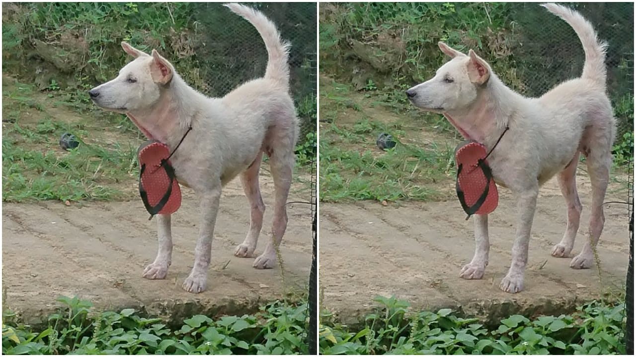 Kisah Anjing Yang Suka Mengiggit Sandal, Meresahkan Warga Satu Kampung
