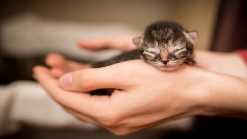 Mengapa sih Mata Anak  Kucing Masih Tertutup saat Baru  