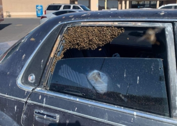 Ngeri, Sebanyak 15 Ribu Lebah Nomplok Di Mobil Ini Dalam Waktu Sekejap
