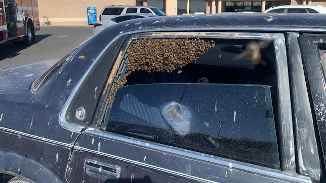 Ngeri, Sebanyak 15 Ribu Lebah Nomplok Di Mobil Ini Dalam Waktu Sekejap