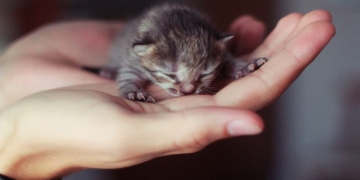 10 Cara Merawat Anak Kucing Tanpa Induk Yang Baru Lahir