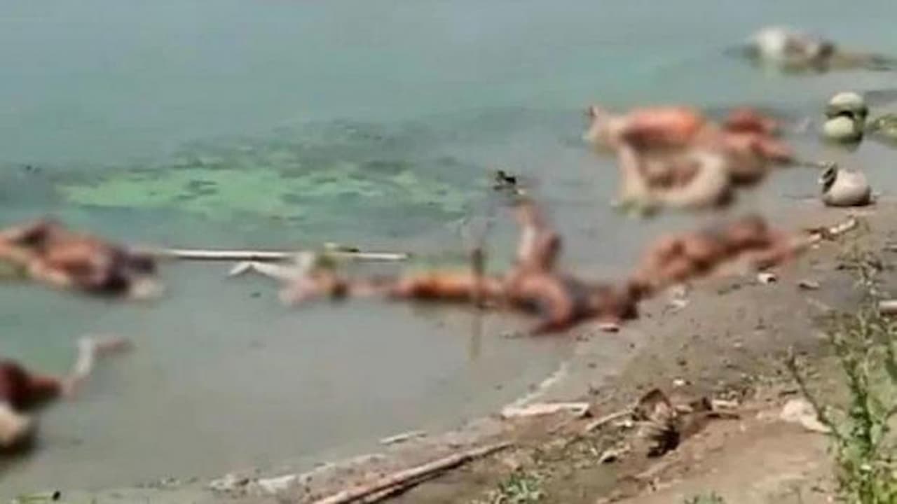 Pilu, Jenazah Pasien Covid Dibiarkan Membusuk Di Sungai Gangga, Anjing Dan Burung Berpesta