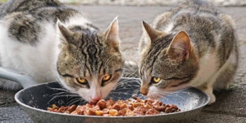 Makanan Untuk Kucing Kampung