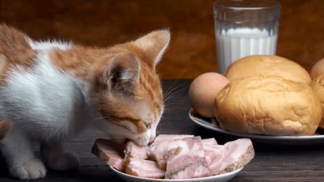 Alasan Induk Kucing Memindahkan Anaknya Untuk Dekat Dengan Sumber Makanan