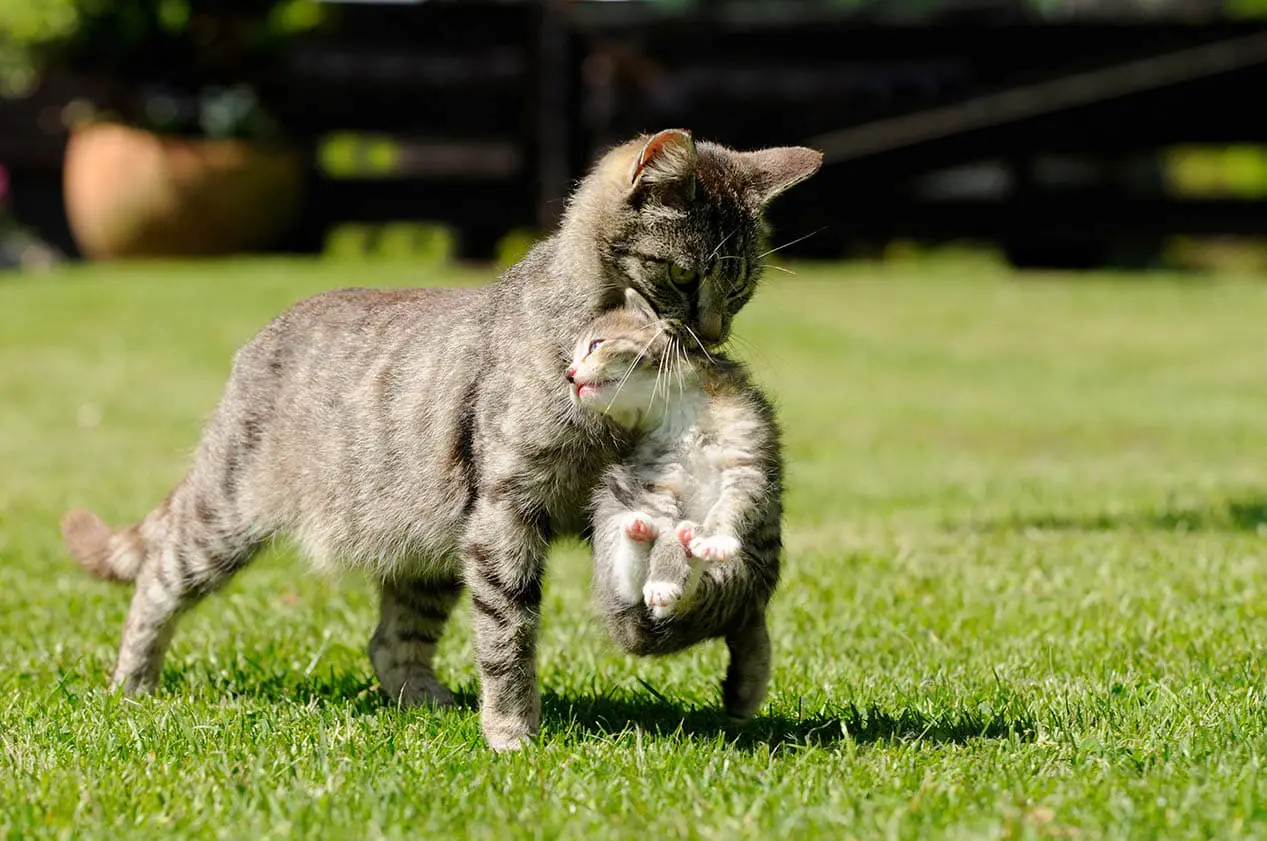 Teryata Inilah 6 Alasan Mengapa Induk Kucing Memindahkan Anaknya
