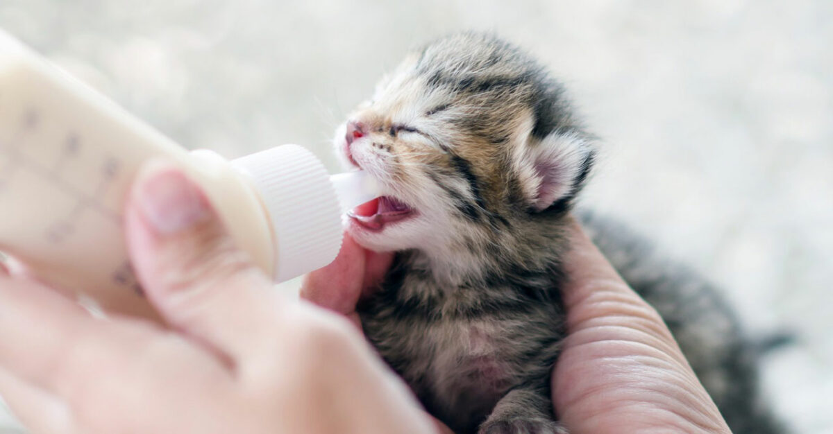 Alasan Kenapa Kucing Tidak Boleh Diberi Minum Susu