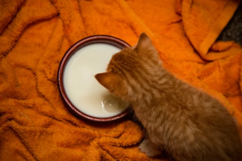 Alasan Kenapa Kucing Tidak Boleh Diberi Minum Susu 2 Alasan Kenapa Kucing Tidak Boleh Diberi Minum Susu