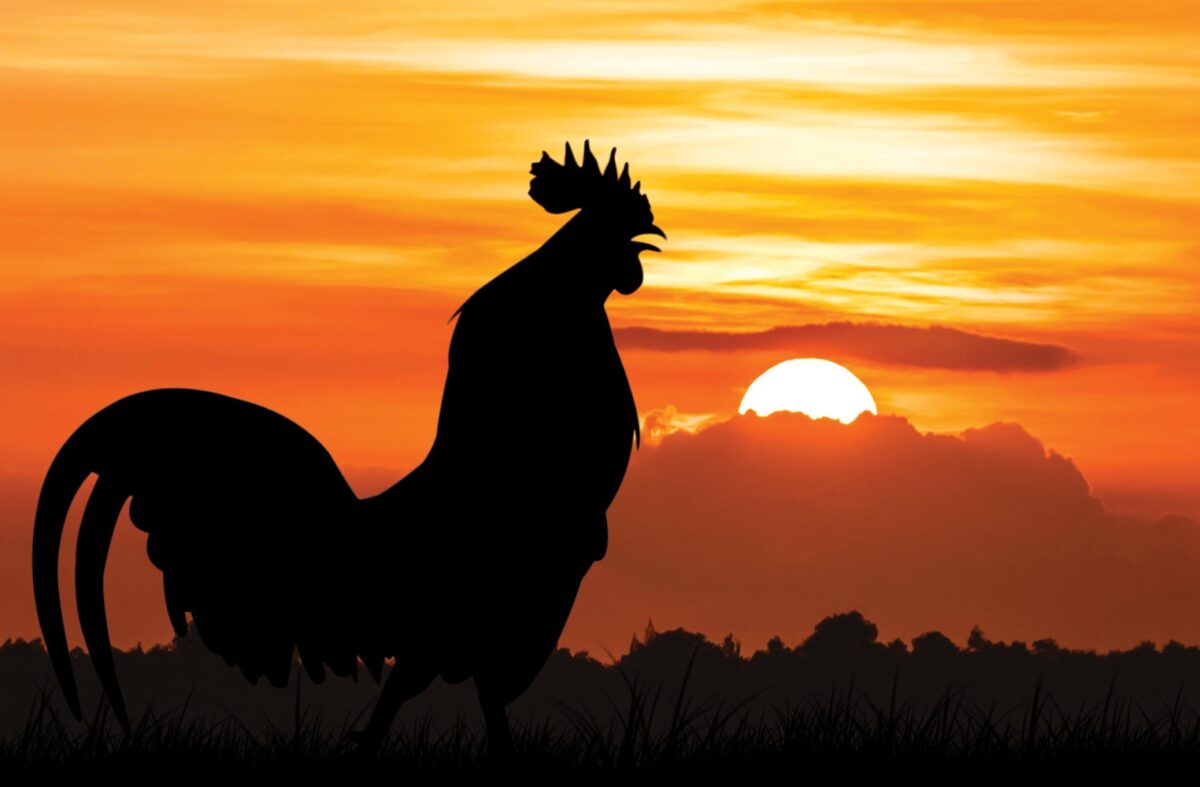 Bukan Sebatas Pagi, Ayam Berkokok Memiliki Pertanda Lainnya Bebaspedia
