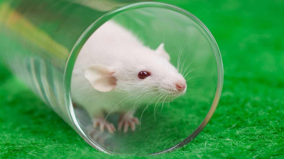 Kenapa Tikus Selalu Jadi Hewan Percobaan