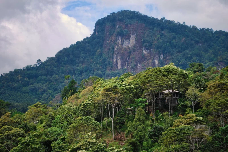 Misteri Tentang Orang Pendek Di Sumatra Yang Belum Dibuktikan 