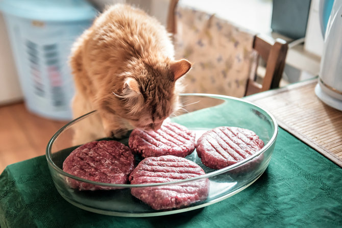 daging makanan untuk kucing kampung