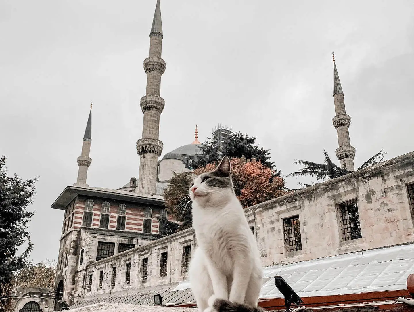 Benarkah Nabi Memelihara Kucing