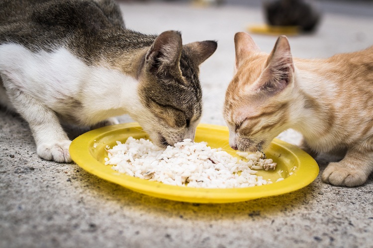 Two Cats Eating Together