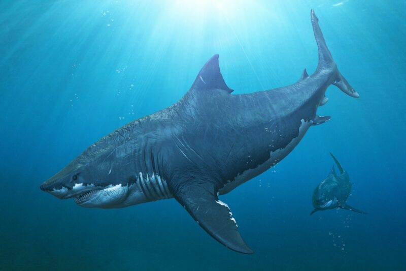 Apakah hiu megalodon masih hidup