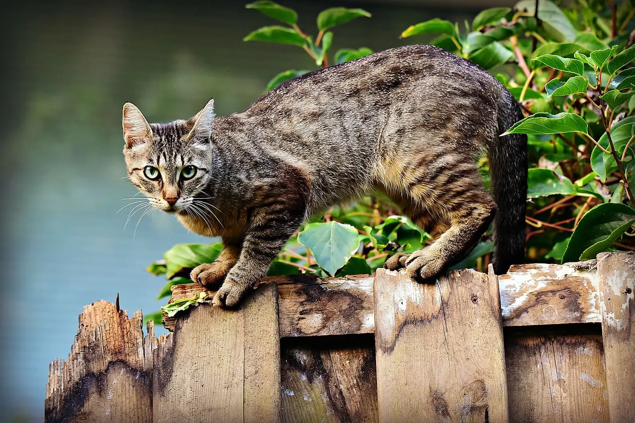 Mengusir Kucing Tanpa Menyakitinya