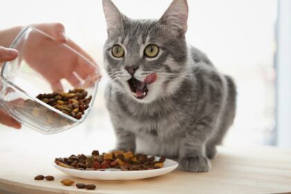 Rekomendasi Makanan Kucing Terbaik