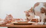 Resep Makanan Kucing Biar Gemuk