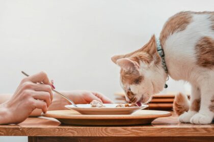 Resep Makanan Kucing Biar Gemuk