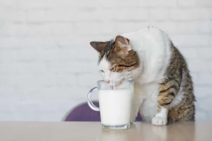 Susu Kucing Di Indomaret