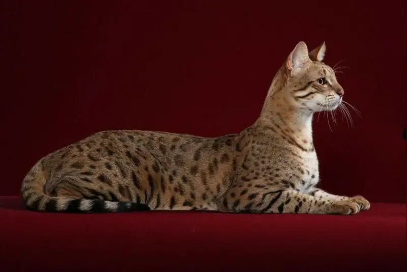 6 Kucing Termahal di Dunia, Harganya Bikin Melongo! 11 Ashera 2c4ed38e0389fbb10db521f46a9d465f