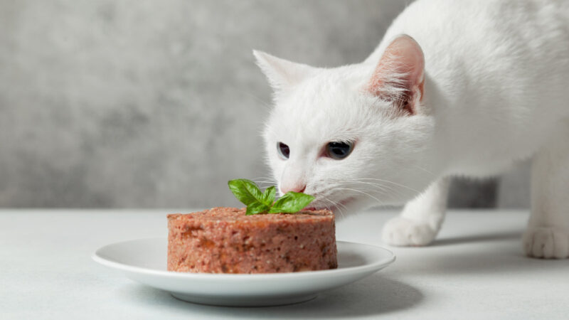 Makanan Basah Kucing
