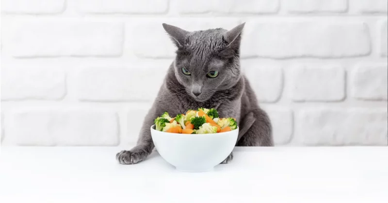 What Vegetables Can Cats Eat 