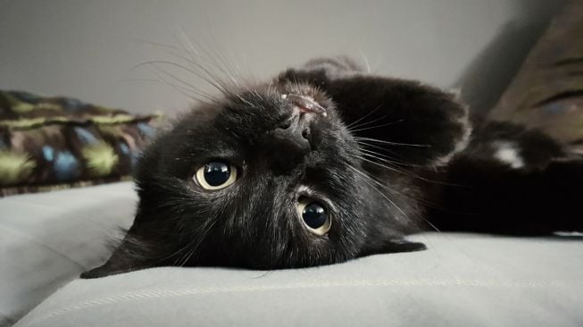 Fakta Unik Penglihatan Kucing dalam Gelap 6 83044 Ilustrasi Kucing Hitam