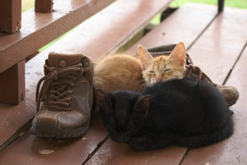 Kucing Bersembunyi Di Sepatu