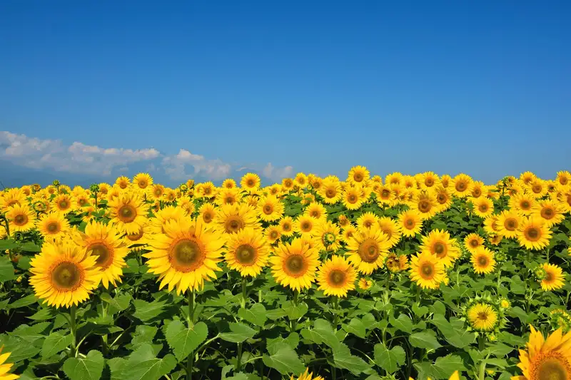 Cara Menanam Bunga Matahari 2.width 800.format Webp