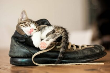 Alasan kenapa anak kucing suka sembunyi di dalam sepatu/rover.com