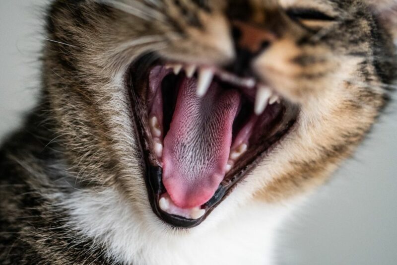 fungsi lidah kucing