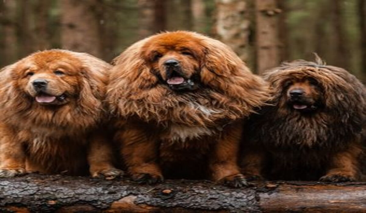 Daftar Anjing Termahal di Dunia