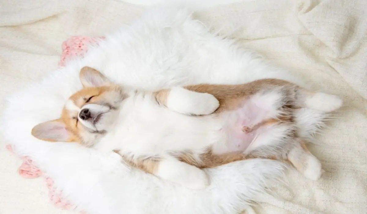 Posisi Tidur Anjing