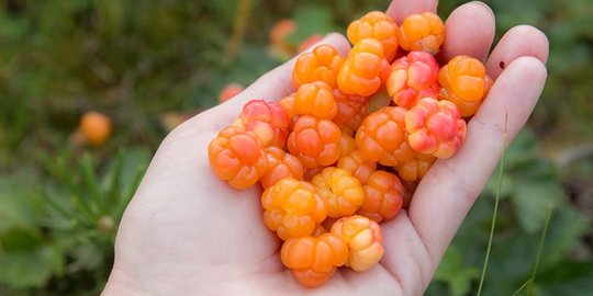 7 Manfaat Cloudberry Bagi Kesehatan Baik Untuk Jantung Dan Pencernaan