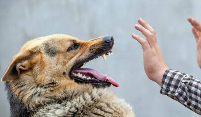 Mengenal Rabies pada Anjing: Penyebab dan Penanganannya 6 8 Ciri Ciri Anjing Rabies Yang Perlu Diwaspadai 1